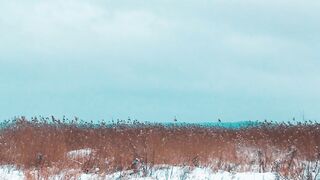 Winter solstice - view of a reeds | Trending HD Video