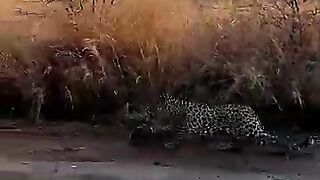 Silent Hunter ???? | One Move Can Change Everything!