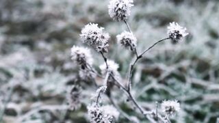 Winter Coat - ground frost on a meadow | Trending HD Video