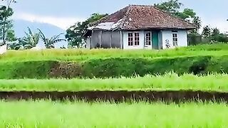 Rumah dipedesaan yang masih asri dengan view persawahan dan pegunungan yang indah ????????