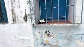The cats sleeping on the blue windows were so cute and hungry.