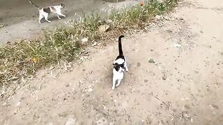 Cute stray cats asking for food to silence their hunger.