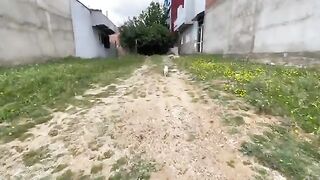Feeding a group of cute stray cats and their friend the chicken.