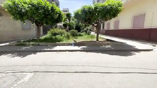 Cute stray cats want a plate of delicious food to make their day.