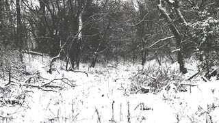 Winterhalter - serene snow filled winter forest landscape | Trending HD Video