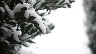 Winter Coat - plans covered with snow | Trending HD Video