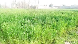 My Village 2 2