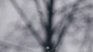 Winter solstice - bare tree with snow | Trending HD Video