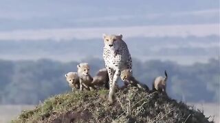 Cheetah Fighting lions to protect her cubs.mp4.2026