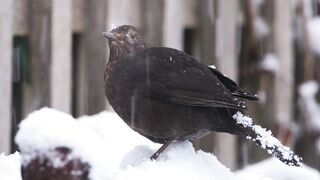 Winter Coat - id | Trending HD Video 27