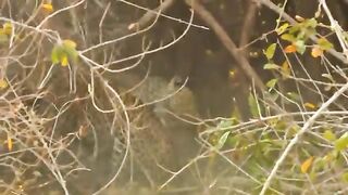 Mama Leopard Fearlessly Attacked Hyena.mp4.2026