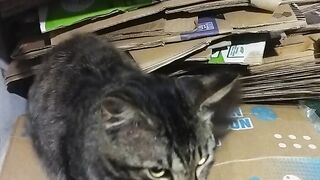 Ngasih makan kucing liar