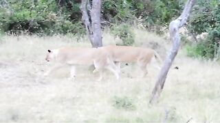 lionesses to protect her cubs.mp4.2026