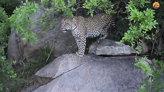 Leopard Mom Sacrifices Herself.mp4.2026