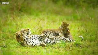 Leopard cubs learn how to escape a hyena!.mp4.2026
