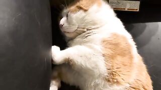 Potato with a yawn button