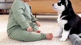 Baby vs Husky Puppy: The Cutest Bark Battle Ever