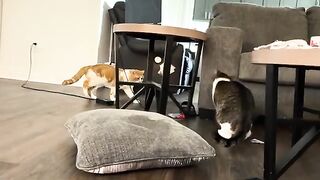 Little prowler