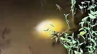 Looking for a fish or eel... Thanks for watching..!! 4