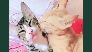 Pada Akhirnya Kita Bukan siapa siapa