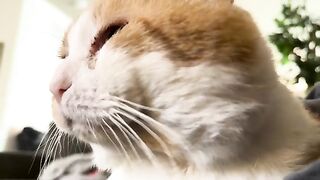 Purrst of happiness