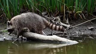 "Into the Wilderness: A Expedition to Explore Rare and Endangered Animals"