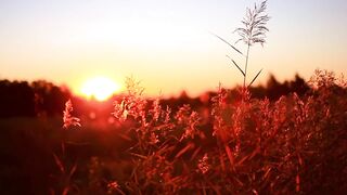 Visit to fields