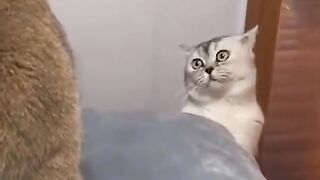 Funny cate