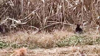 #Shakr#cat s Rabbit