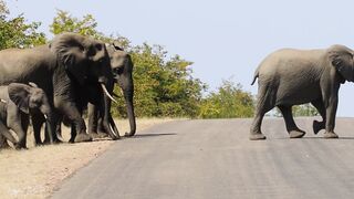 Elephants crossing the road, Kruger National Park