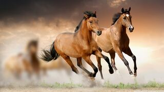 Beautiful Herd Of Horses Running Free..