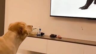 Dog funny video