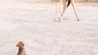 Dog ????????
