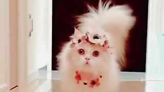 Cute cat