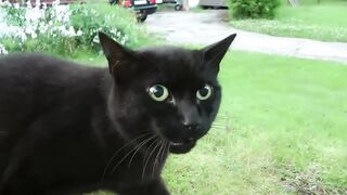 Funny Cats and Kittens