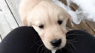 Baby_dog_so_cute_funey_video