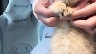 Cat loves