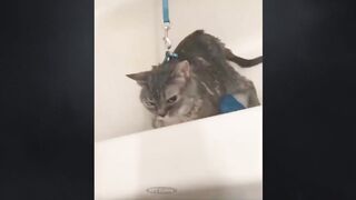 the funniest animals in the world