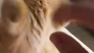 Cat cute