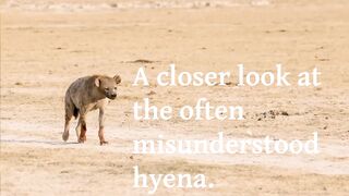 A Closer Look of a Misunderstood Hyena
