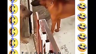 Funny dogs fight scenes