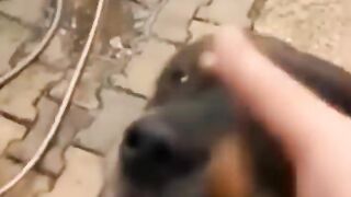 Funniest cats and dogs video 2023,impossible not to laugh