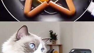 that little puff Tiktok Compilation | Chú mèo siêu đầu bếp P5