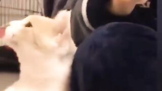 Funniest cats and dogs video 2023,impossible not to laugh