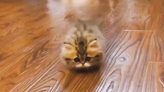 Cute animals make happy part 2