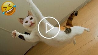 Funniest Dogs And Cats Videos  - Best Funny Animal Videos 2023