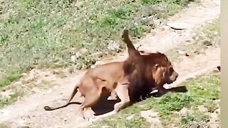 Rinal Elle fighting animals video