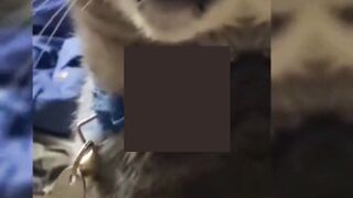 Funny Cats Compilation