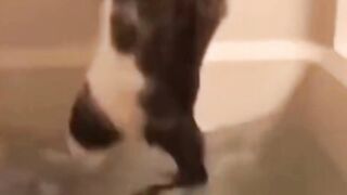 FUNNY CAT