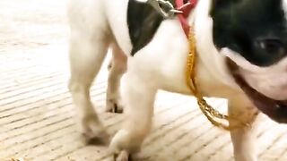 Try Not To Laugh Funny Videos - Funny Moments Of The Year Compilation ????????????